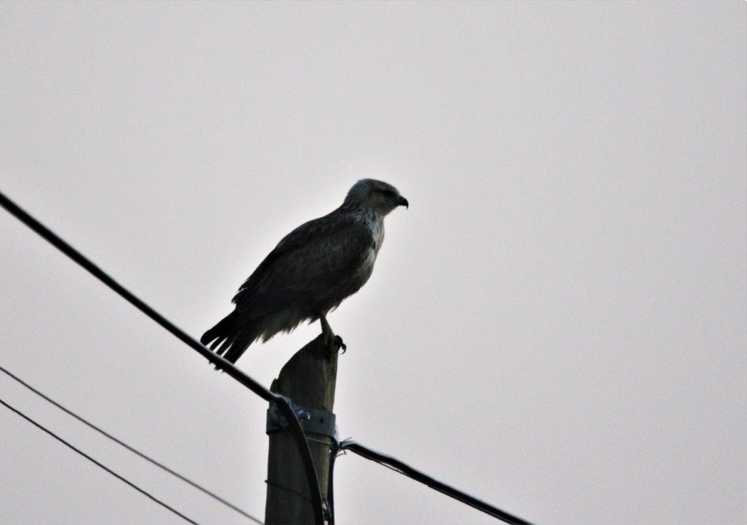 Long-legged Buzzard