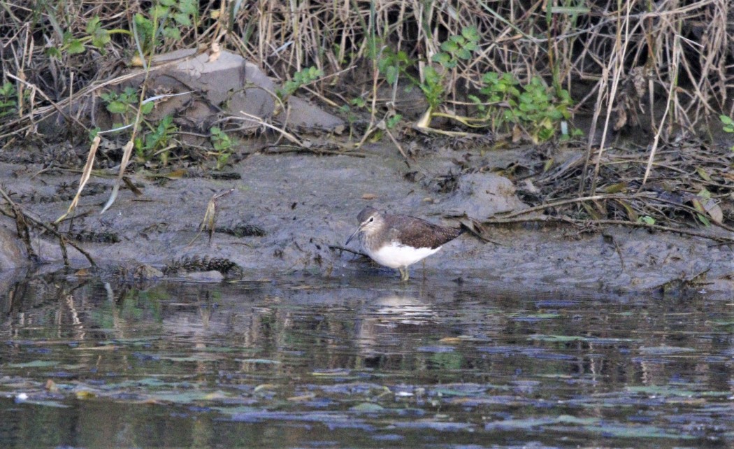 Green Sandpiper