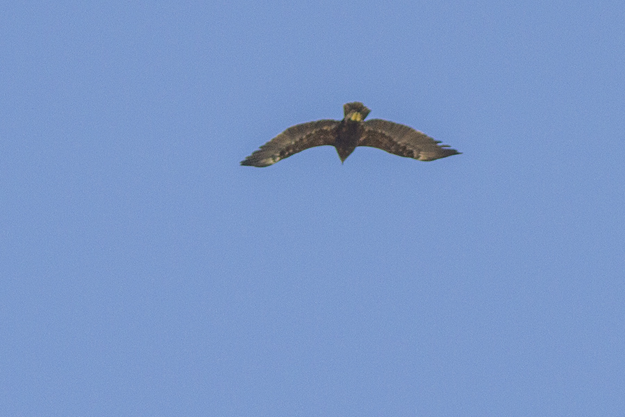 Greater Spotted Eagle