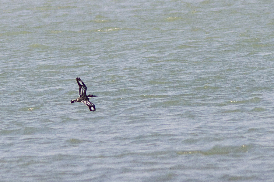 Pied Kingfisher