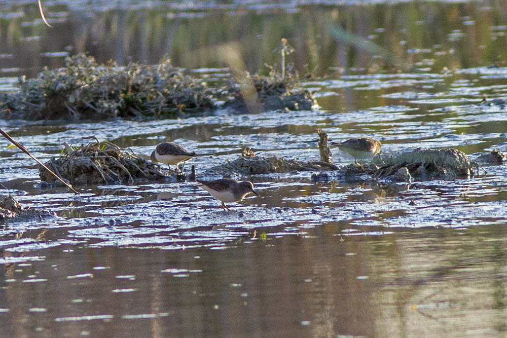 Temminck`s Stint