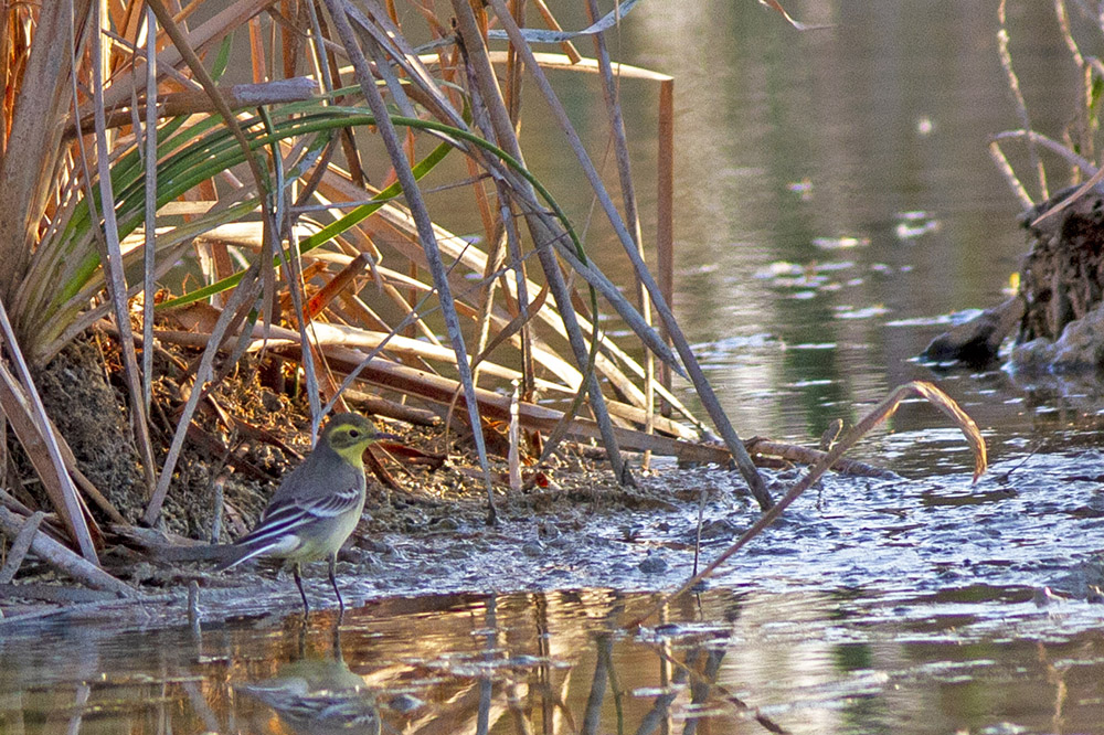 Citrine Wagtail