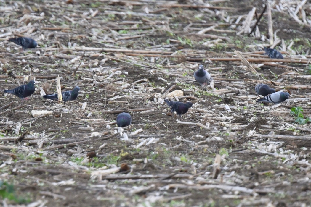 Rock Dove