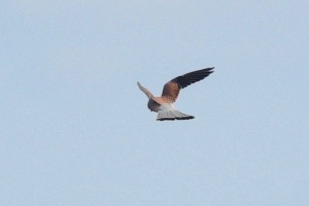 Common Kestrel