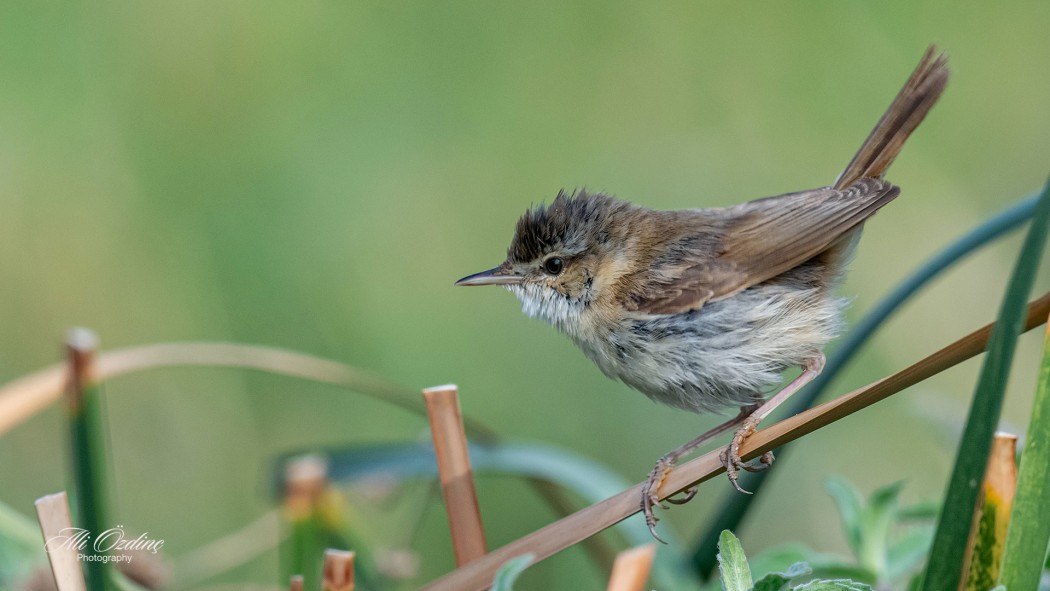 Paddyfield Warbler