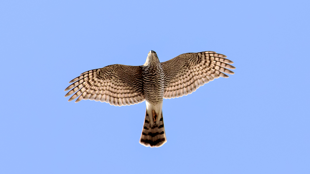 Eurasian Sparrowhawk