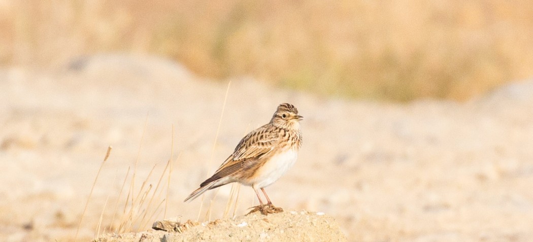Eurasian Skylark