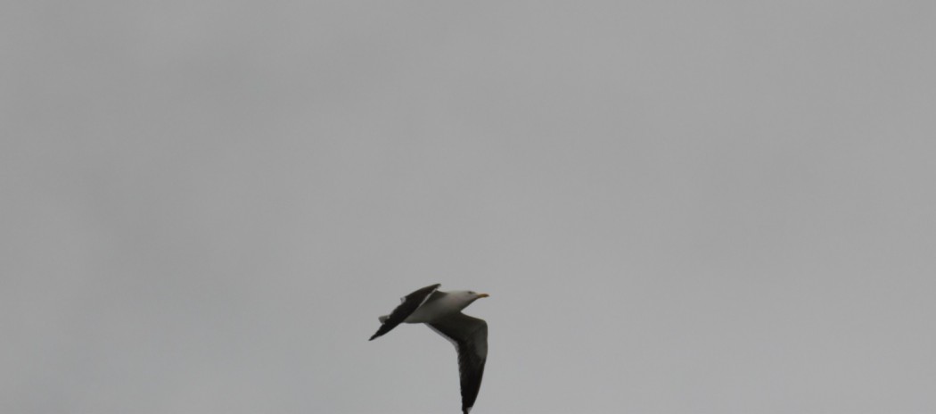 Lesser Black-backed Gull