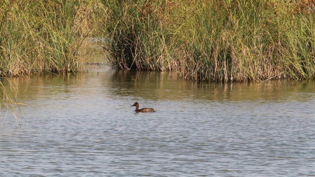 Ferruginous Duck
