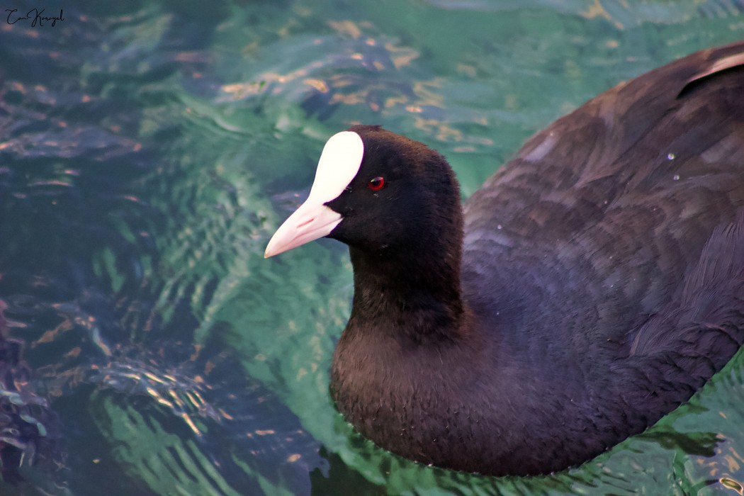 Eurasian Coot