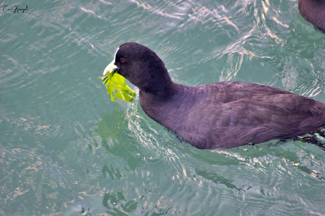 Eurasian Coot