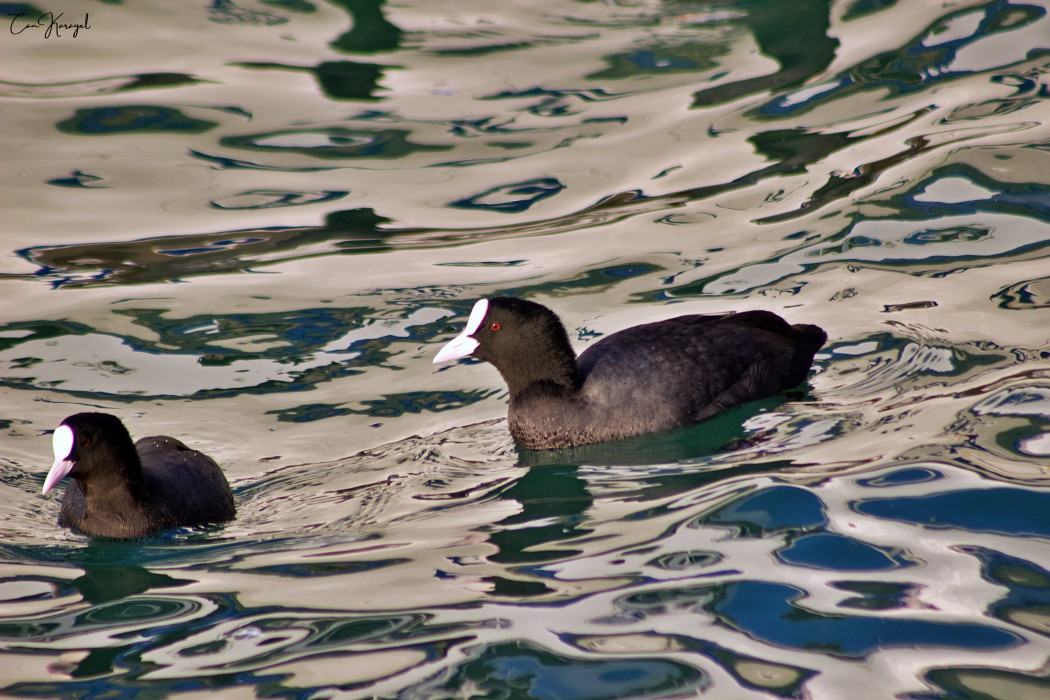 Eurasian Coot