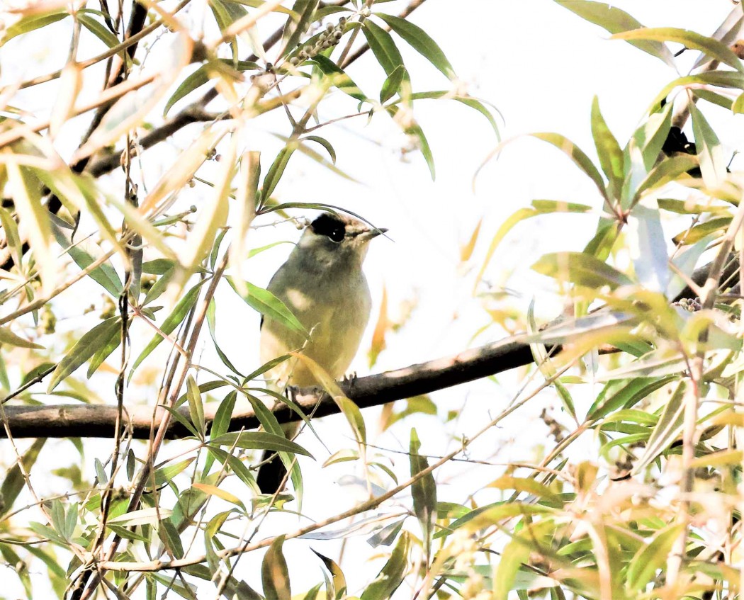 Eurasian Blackcap