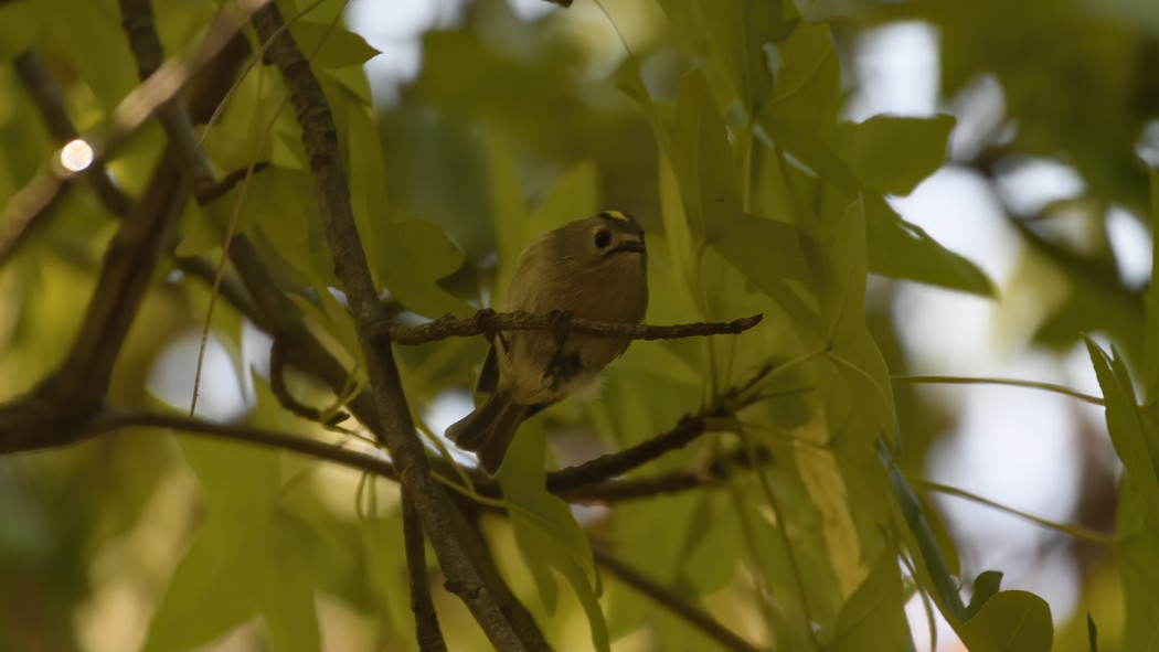 Goldcrest