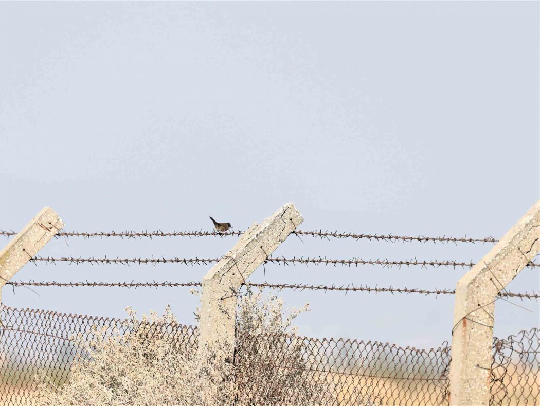 Sardinian Warbler