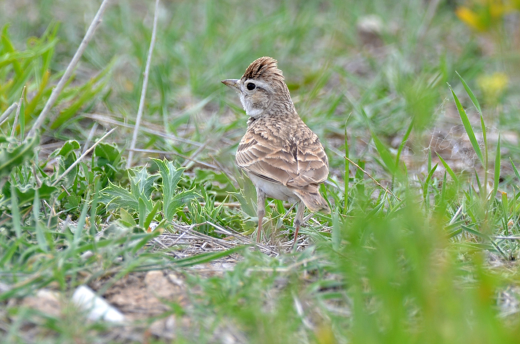 Greater Short-toed Lark