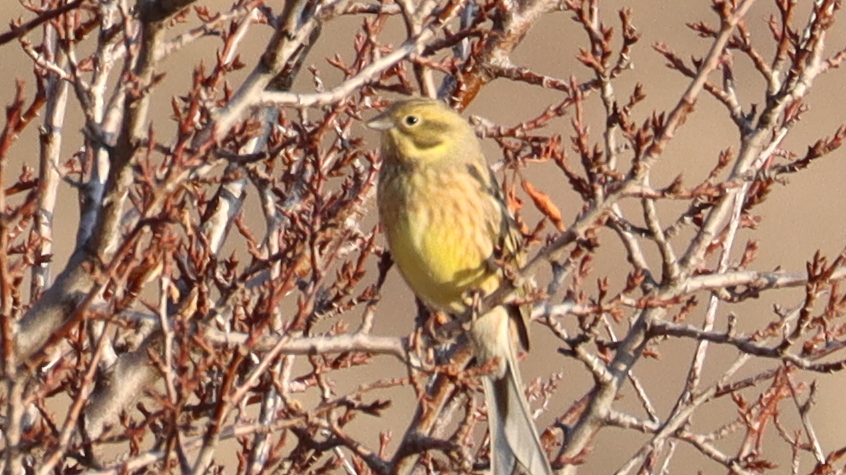 Yellowhammer