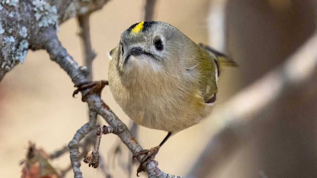 Goldcrest