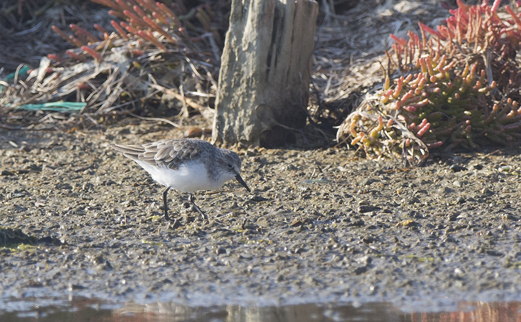 Sanderling