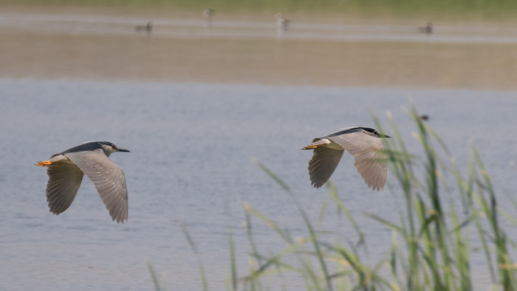 Black-crowned Night Heron