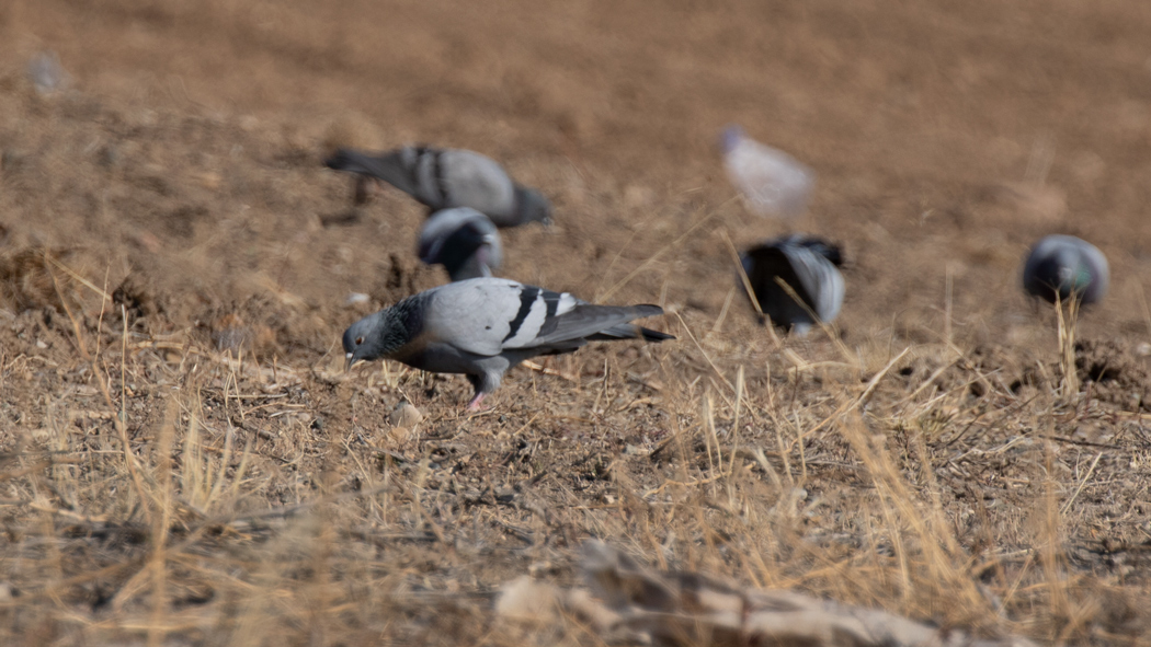 Rock Dove