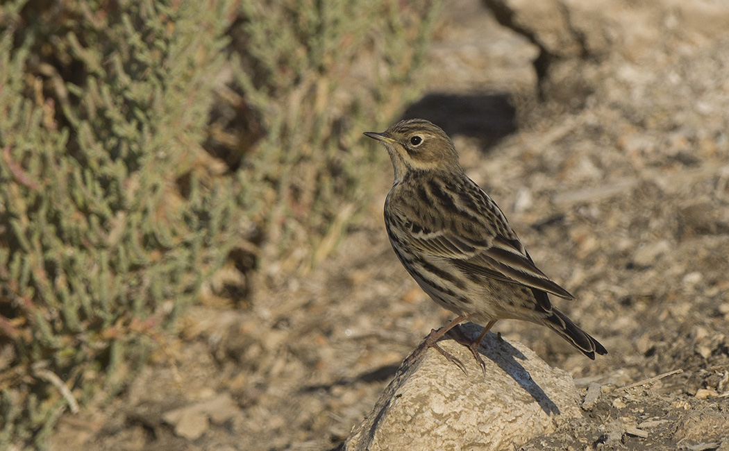 Red-throated Pipit