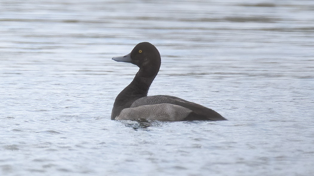 Greater Scaup