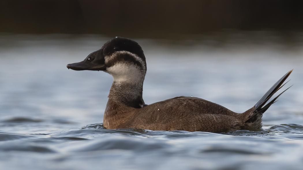 White-headed Duck