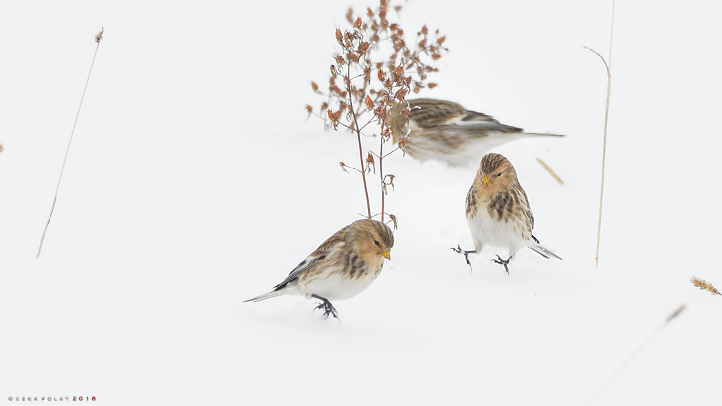 Twite