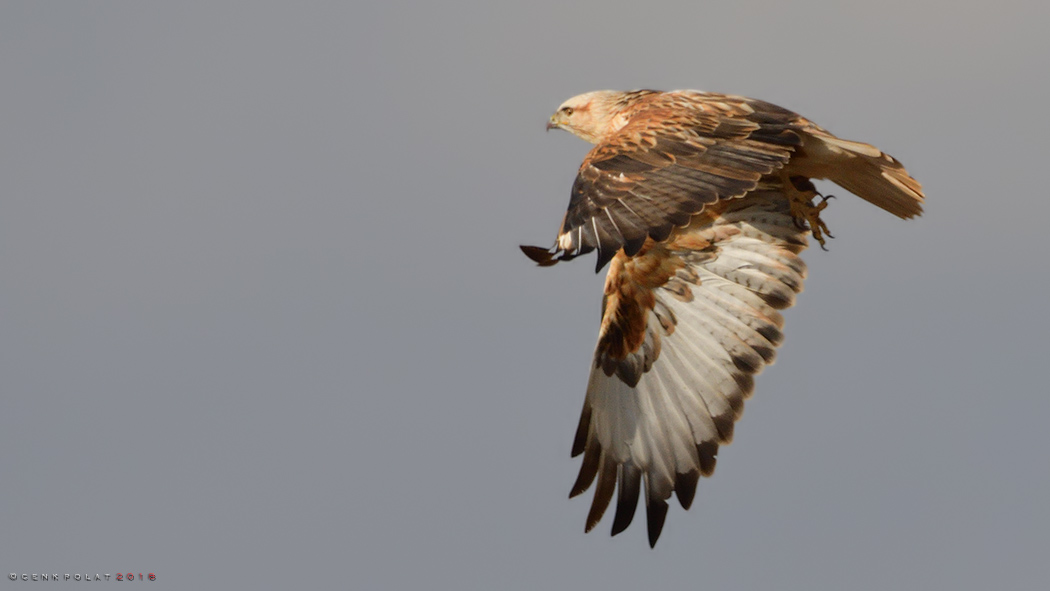 Long-legged Buzzard
