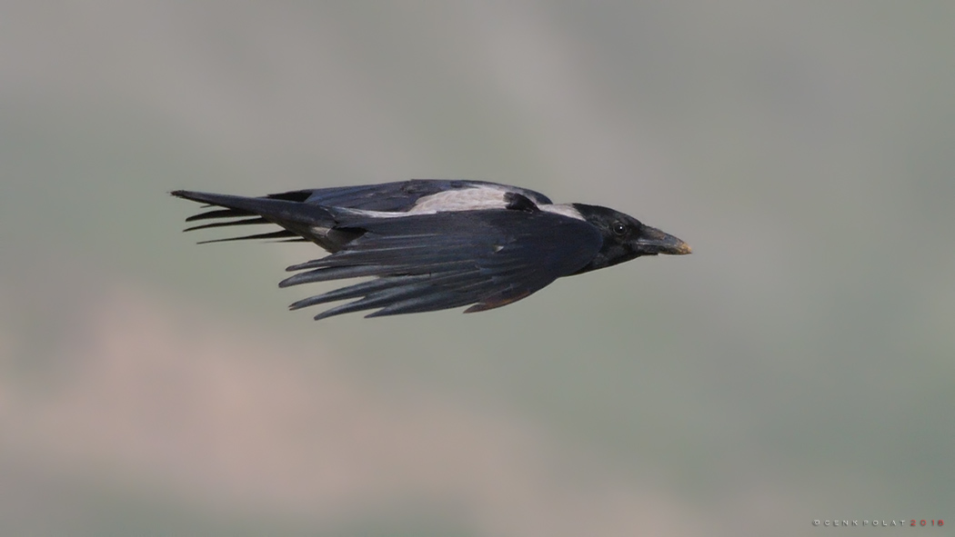 Hooded Crow