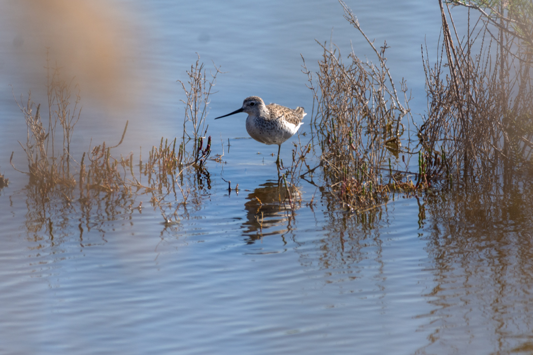Marsh Sandpiper