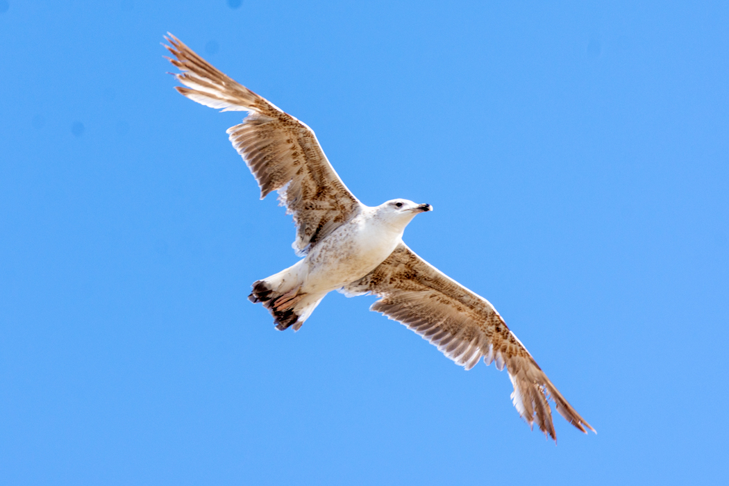 Yellow-legged Gull