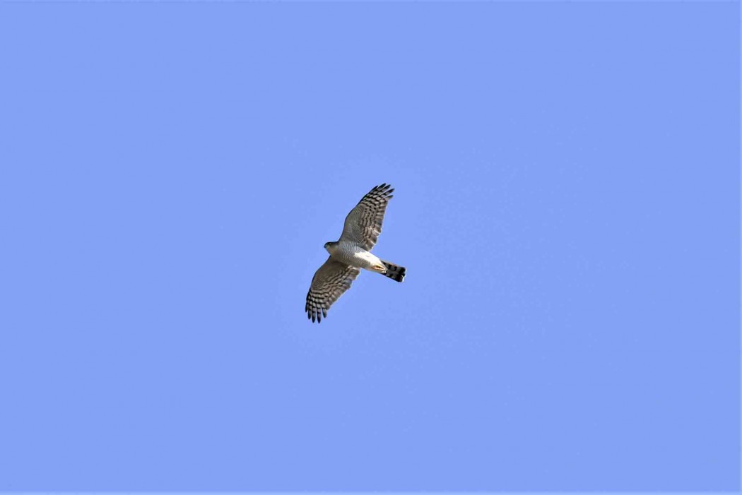 Eurasian Sparrowhawk