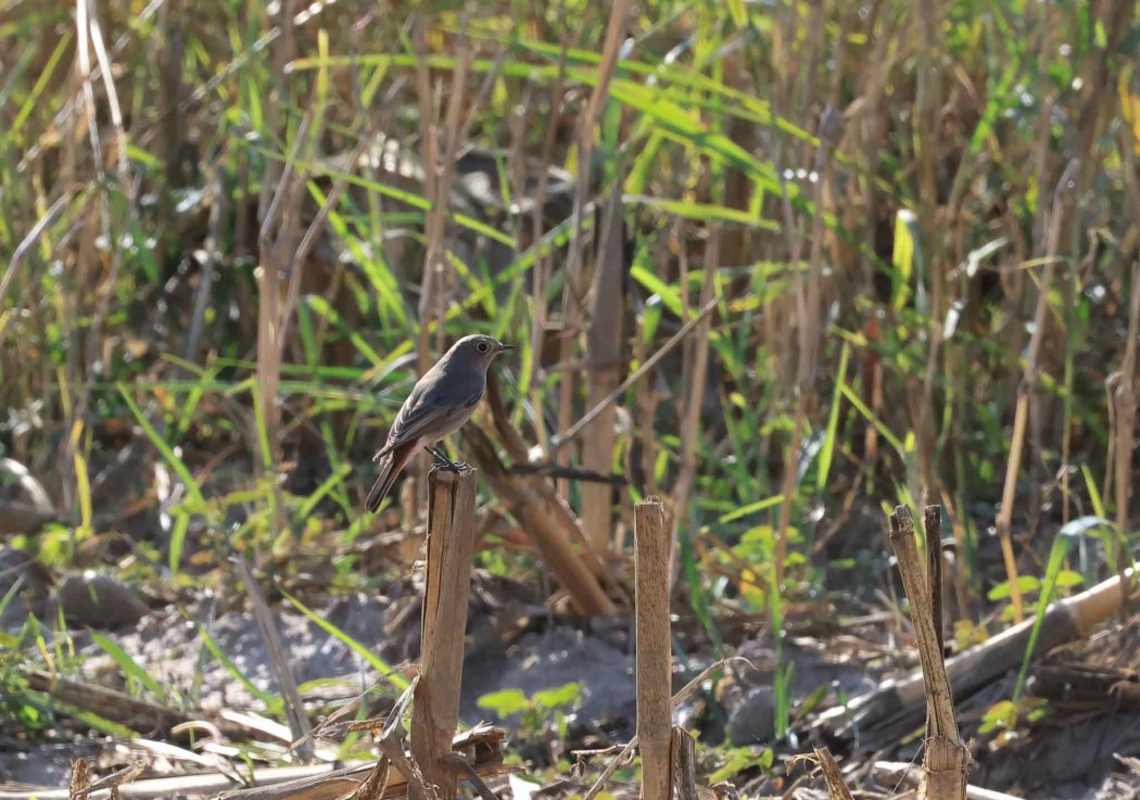 Black Redstart
