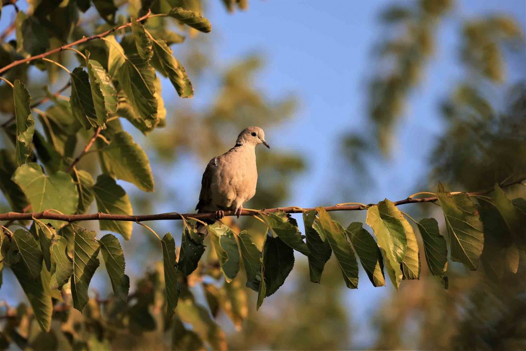 Eurasian Collared Dove