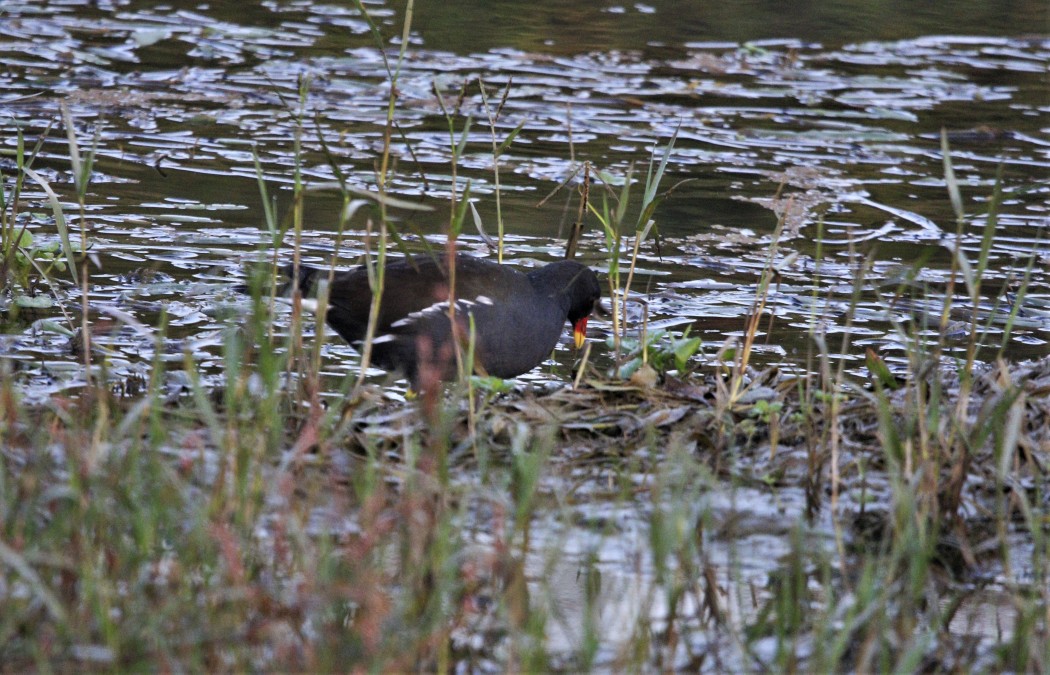 Common Moorhen