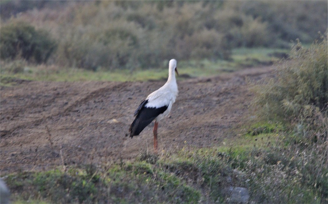 White Stork