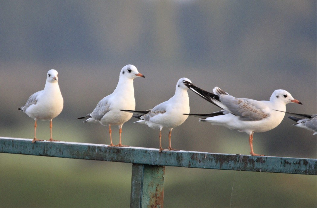 Black-headed Gull