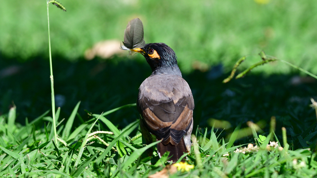 Common Myna