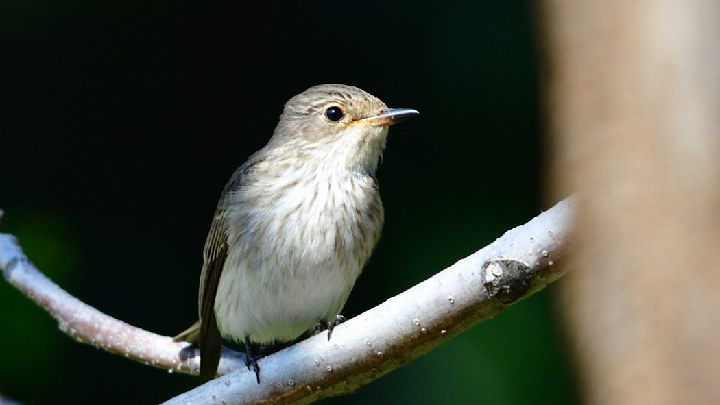 Spotted Flycatcher
