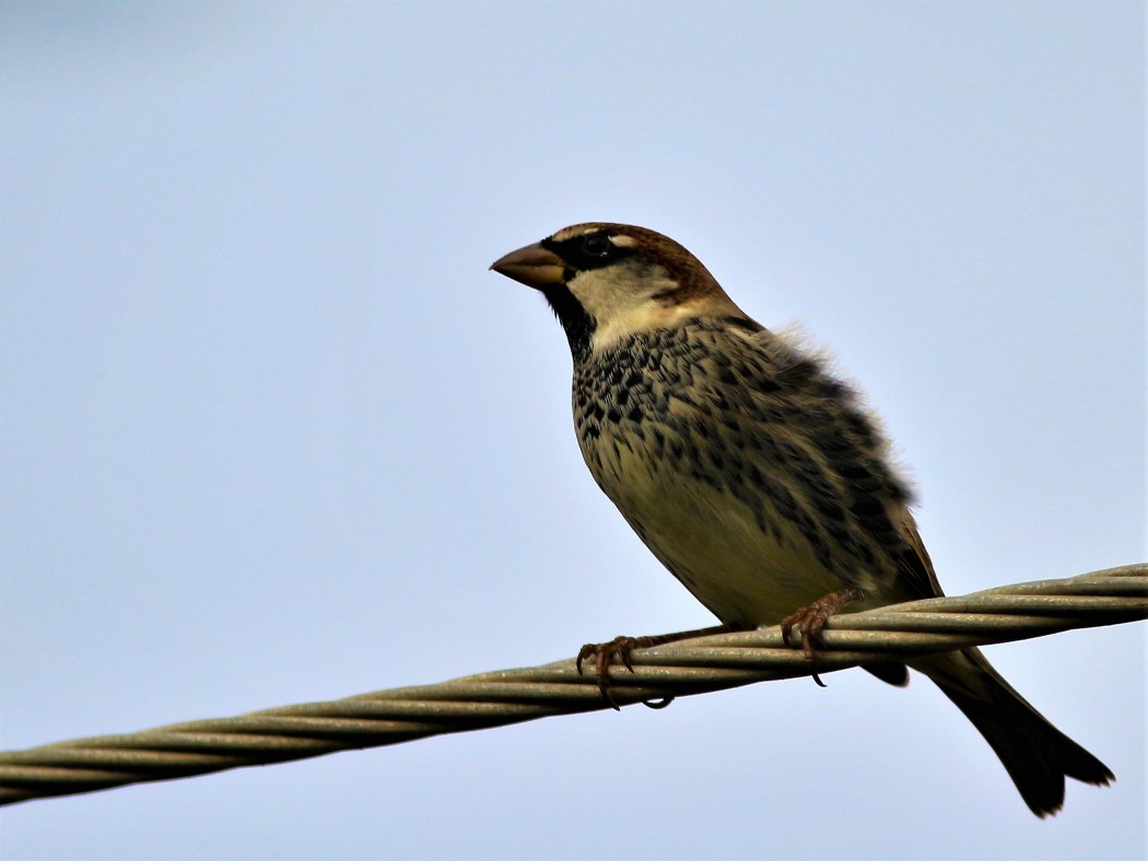 Spanish Sparrow