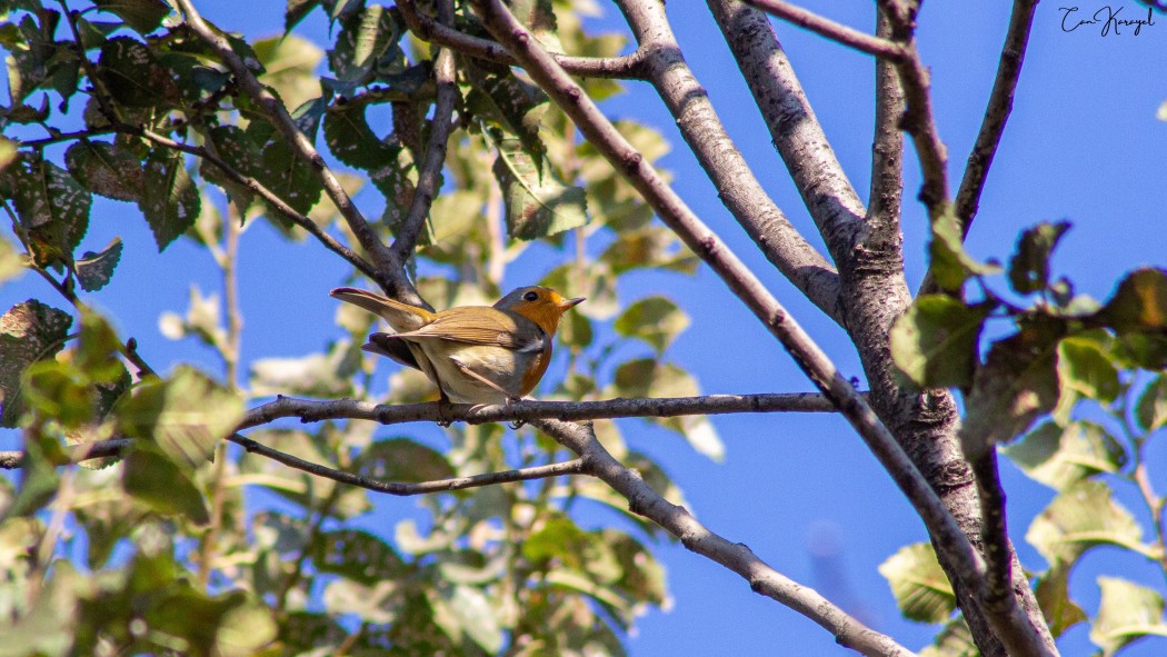 European Robin
