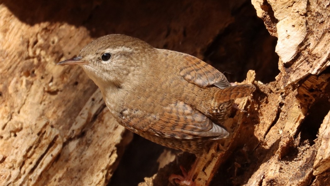 Eurasian Wren