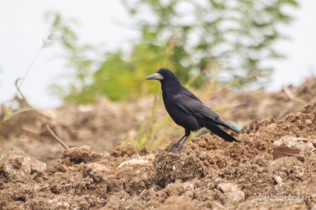 Rook