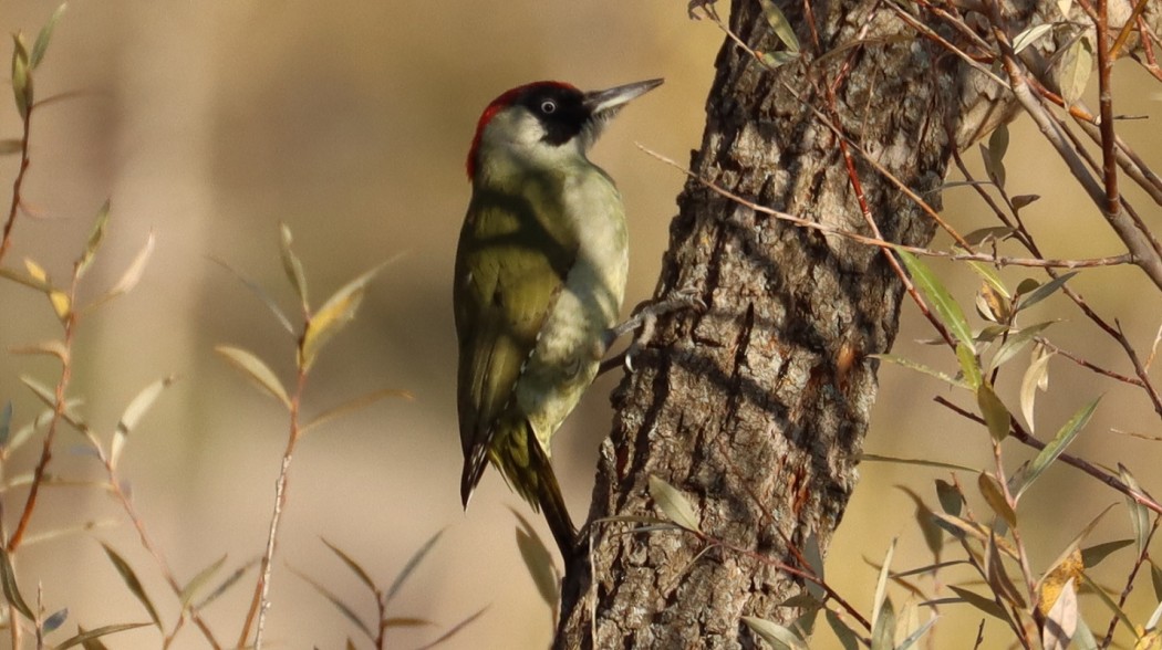 European Green Woodpecker