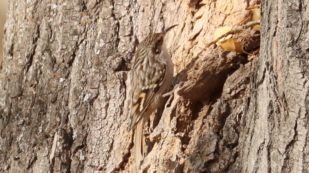 Short-toed Treecreeper