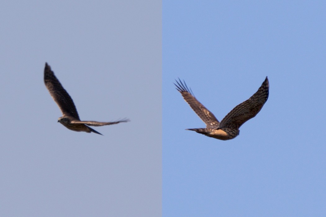 Eurasian Goshawk