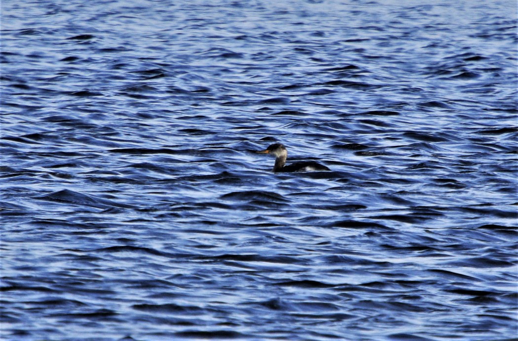 Red-necked Grebe