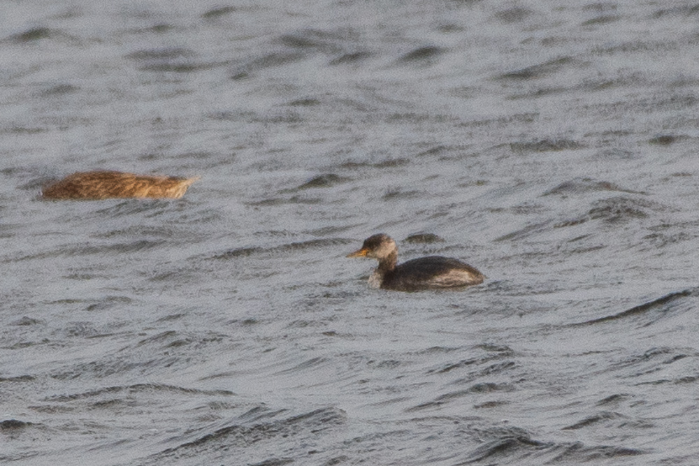 Red-necked Grebe